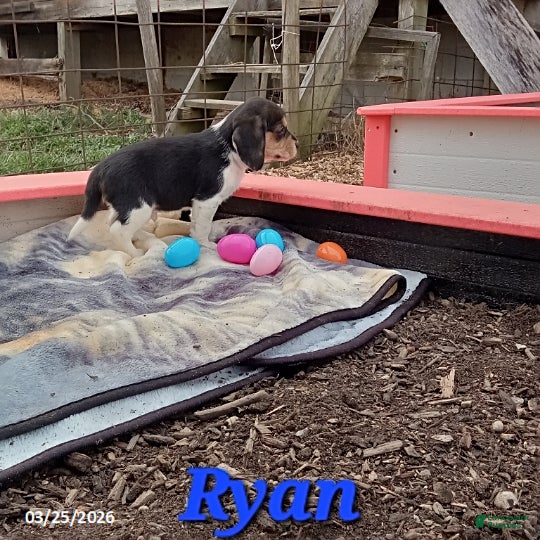 Beagle dogs Ryan - Ad 24