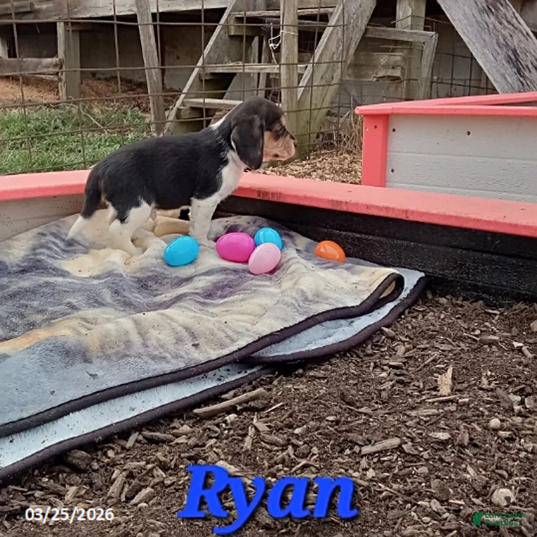 Beagle dogs for sale: Ryan - Ad 1