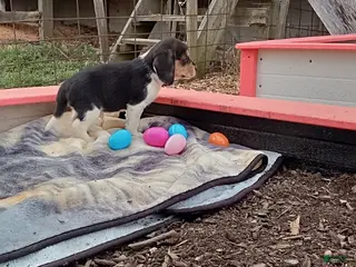 Beagle dogs Ryan - Ad 18