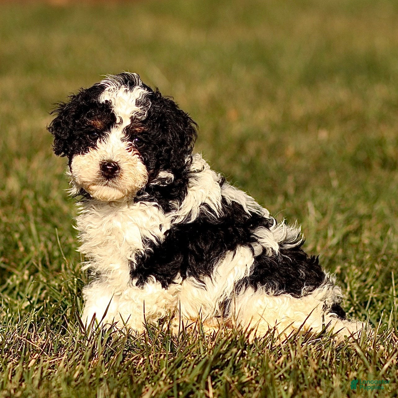 Mini Bernedoodle dogs Hugo - Ad 41