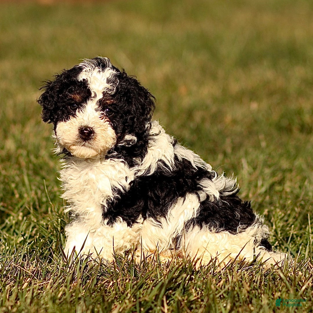 Mini Bernedoodle dogs for sale: Hugo - Ad 1