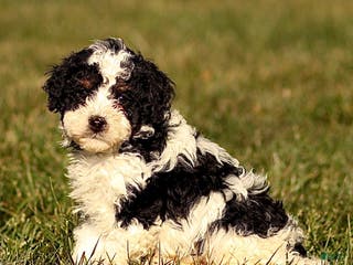 Mini Bernedoodle dogs Hugo - Ad 29