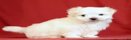 Maltese dogs for sale: Alex - Ad 3