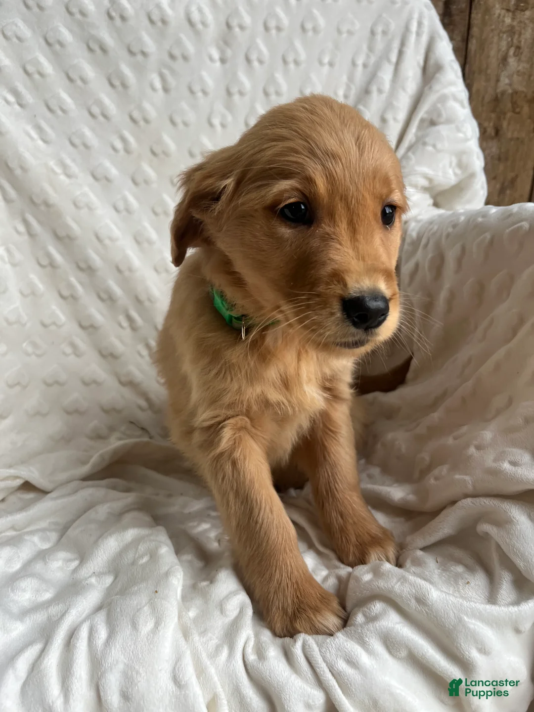 Golden Retriever dogs for sale: Golden Retriever Puppy 5 - Ad 2