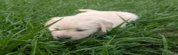 Golden Retriever dogs for sale: Teddy - Ad 4