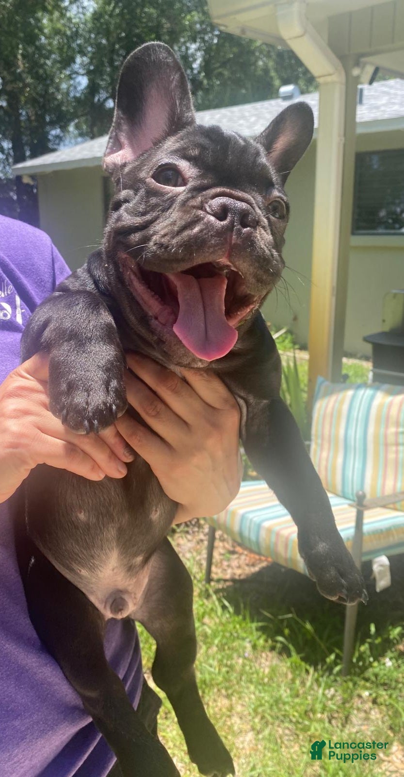 French Bulldog dogs Koda puppy number 6 - Ad 38