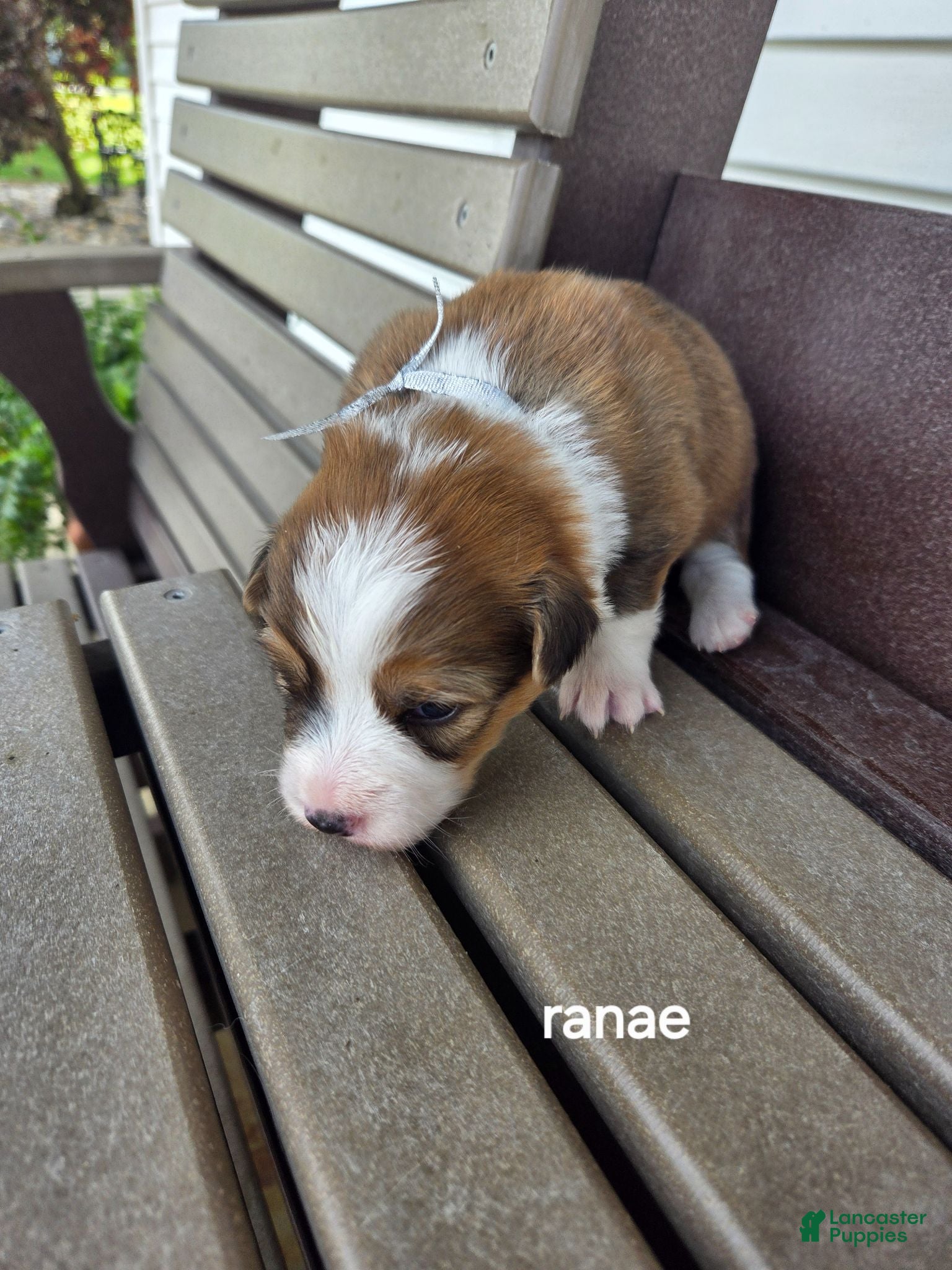 Welsh Corgi Pembroke dogs Welsh Corgi Pembroke 3 - Ad 42