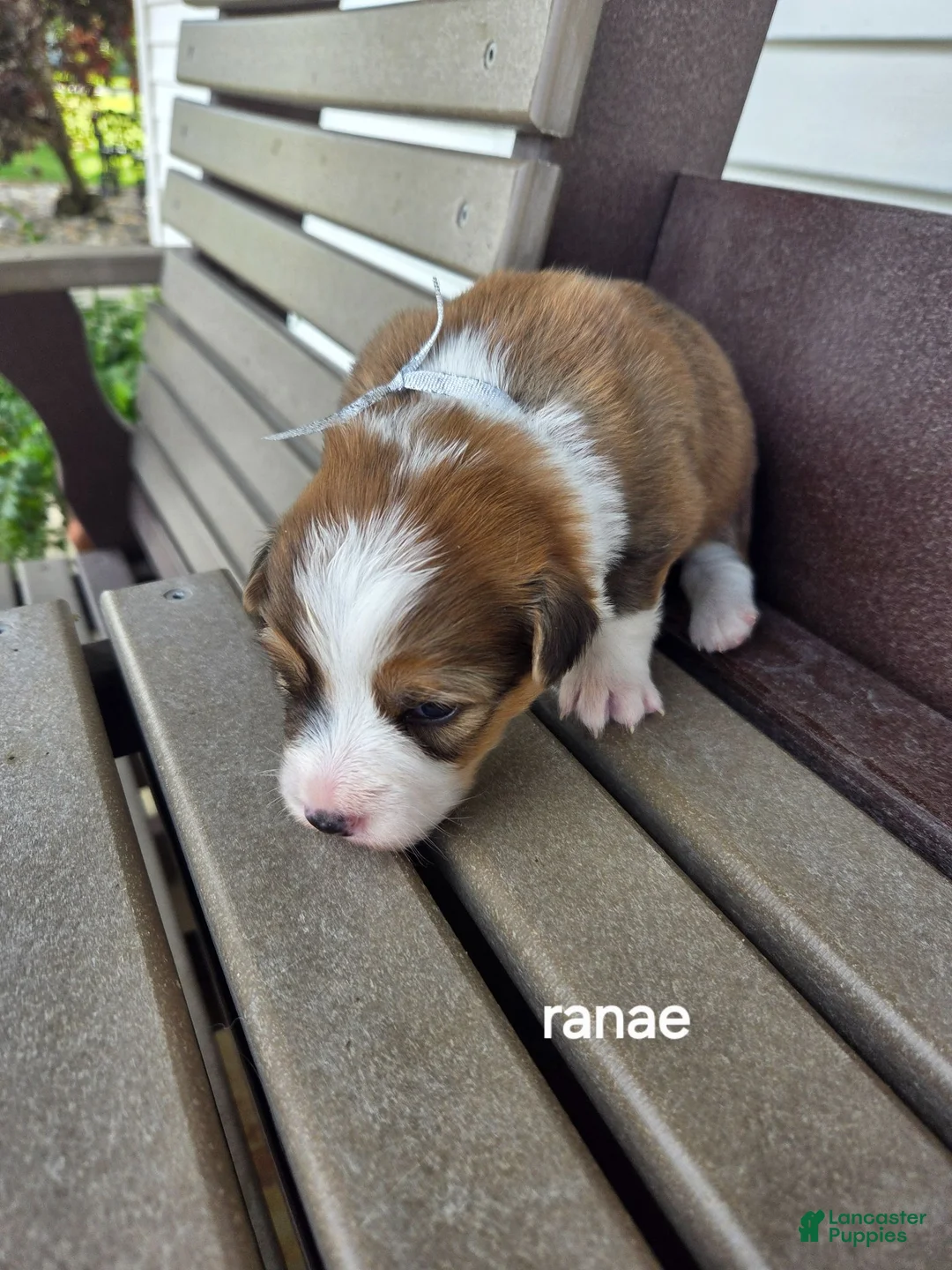 Welsh Corgi Pembroke dogs for sale: Welsh Corgi Pembroke 3 - Ad 1
