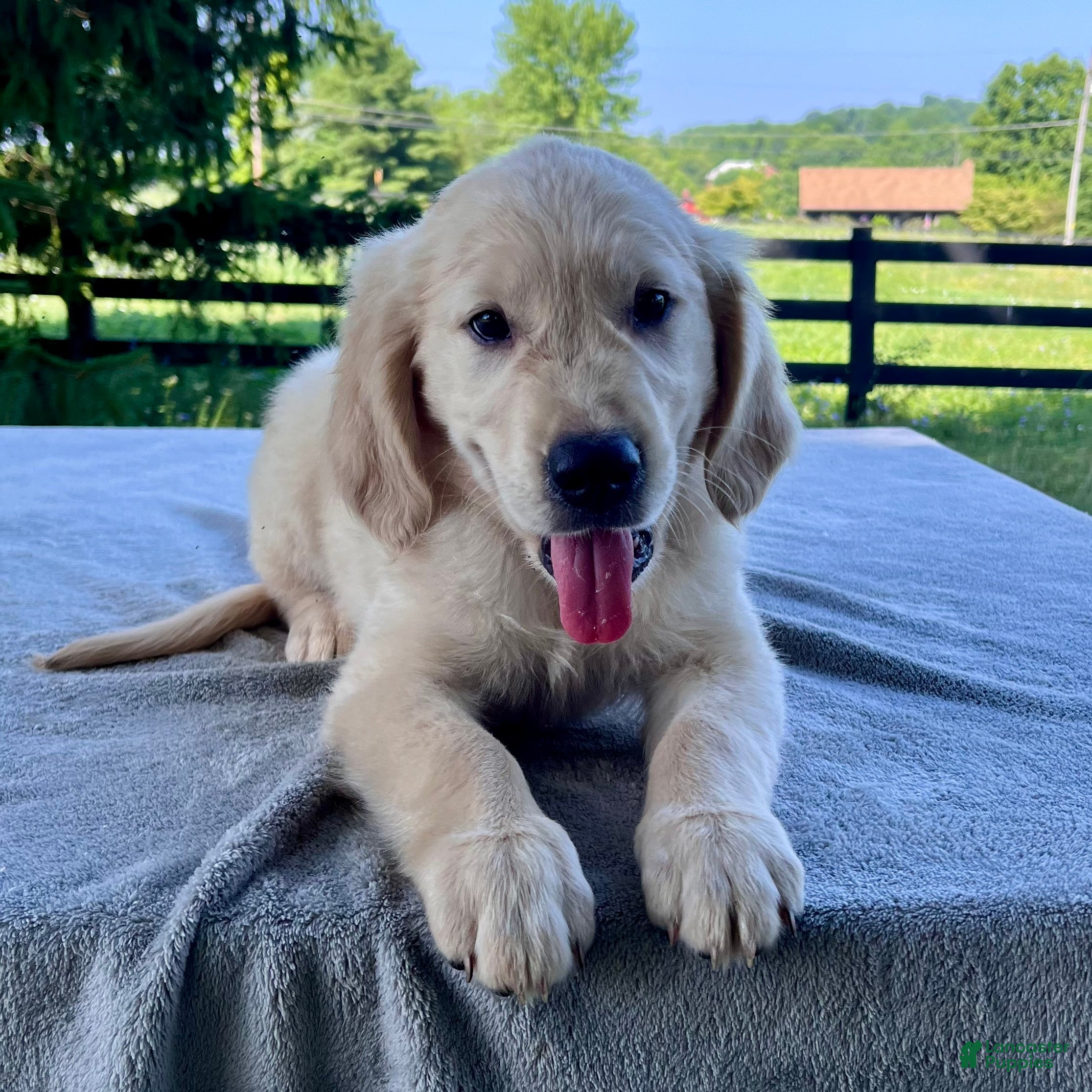 Golden Retriever dogs Oliver - Ad 1