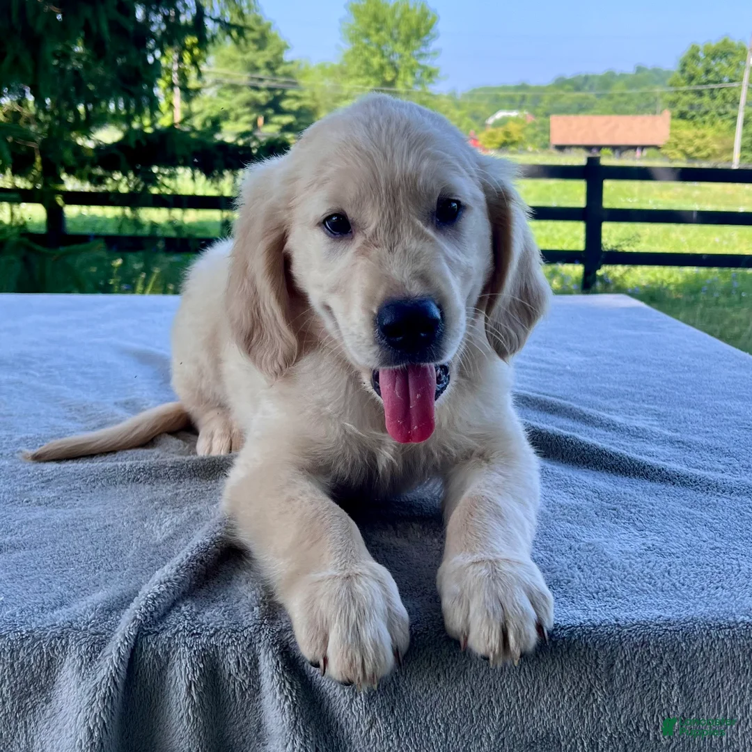 Golden Retriever dogs for sale: Oliver - Ad 1