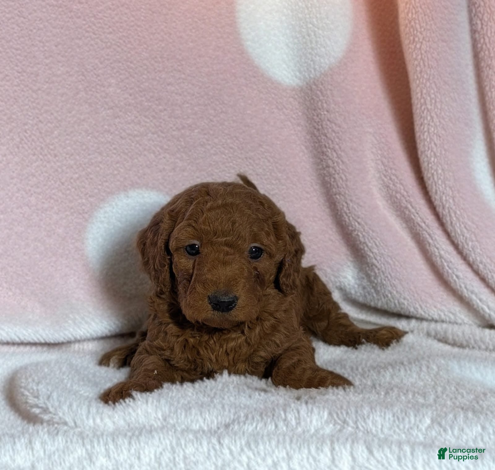 Goldendoodle dogs beulah - Ad 1