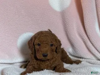 Goldendoodle dogs for sale: beulah - Ad 2