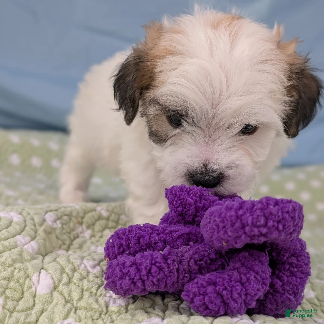 Teddy Bear dogs for sale: Death Dandelion - Ad 4