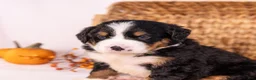 Bernese Mountain Dog dogs for sale: Robbie - Ad 2