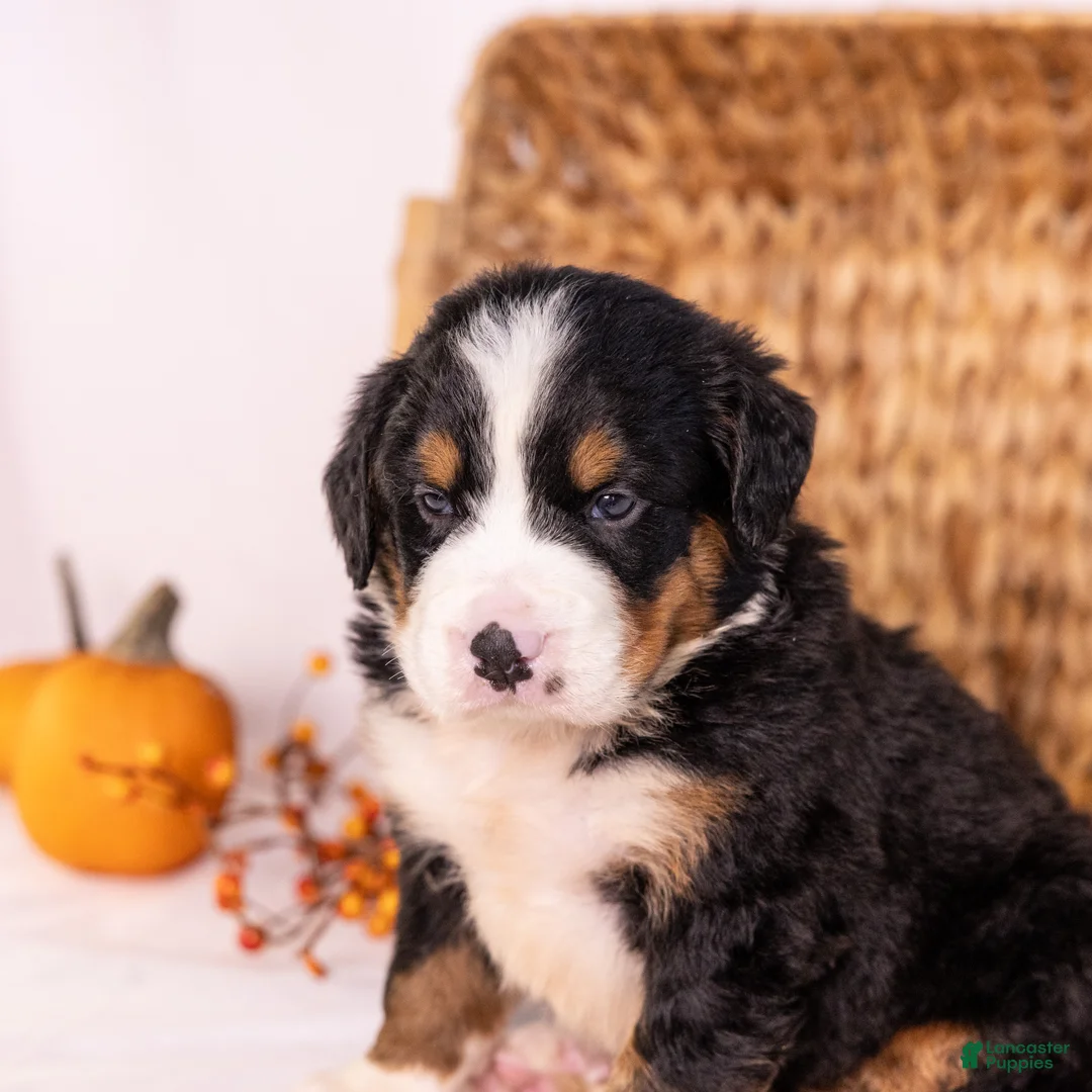 Bernese Mountain Dog dogs for sale: Robbie - Ad 2