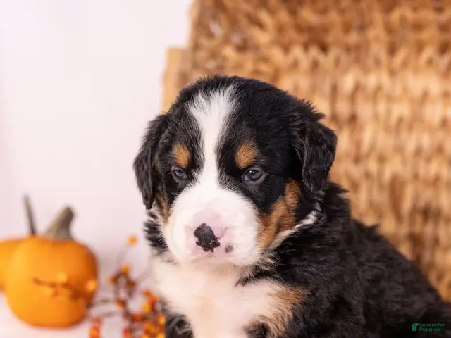 Bernese Mountain Dog dogs Robbie - Ad 2