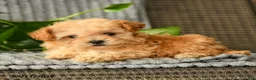 Bichpoo dogs for sale: Cathy - Ad 2