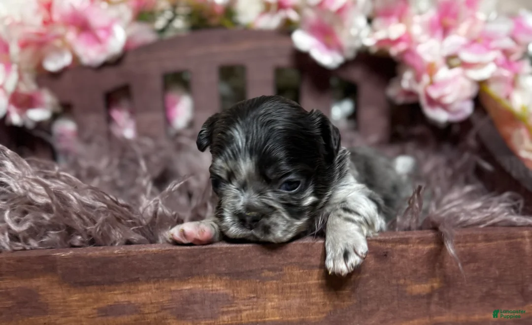 French Bulldog dogs for sale: Truffles  - Ad 14