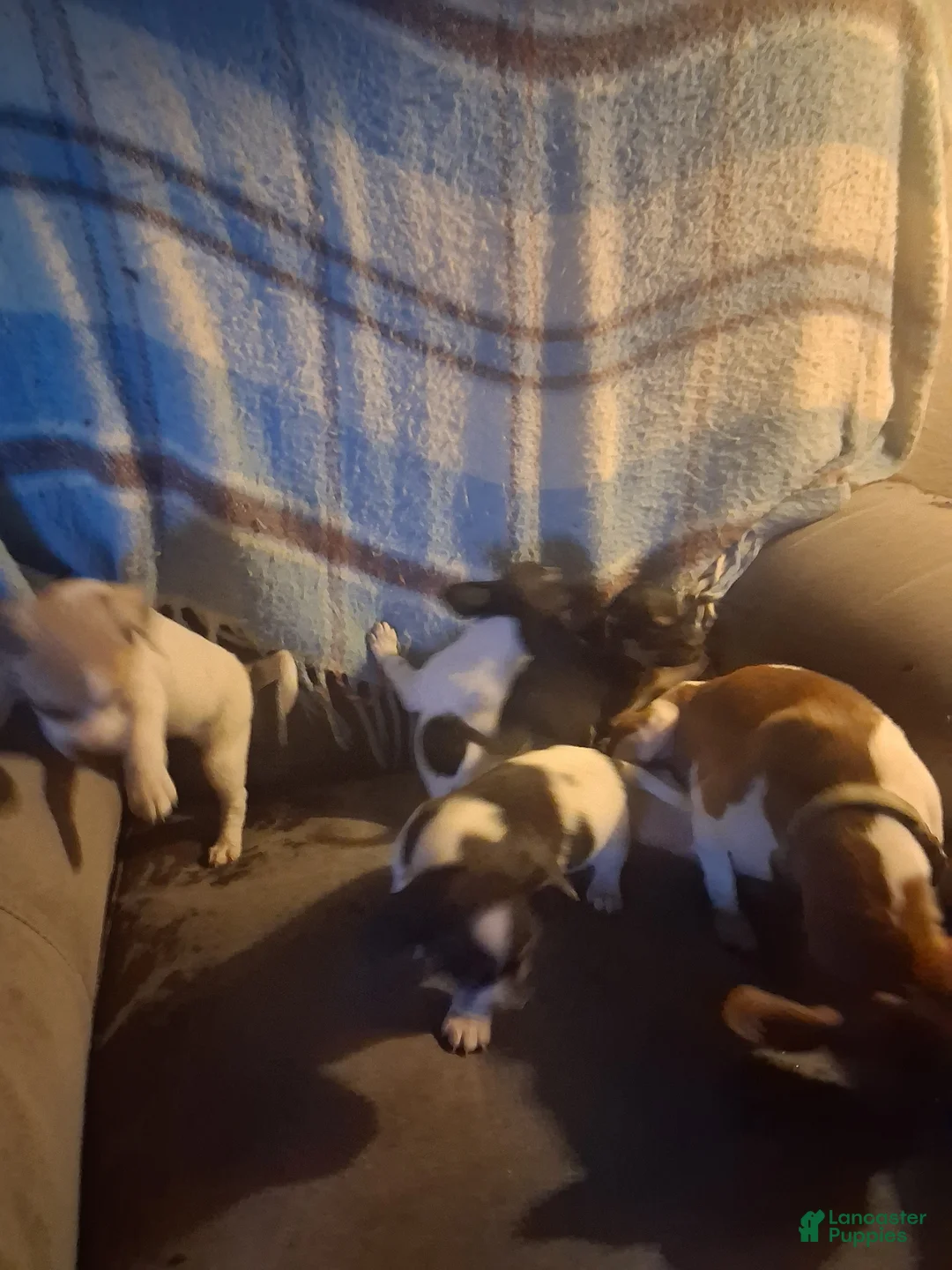 Mixed Breed dogs for sale: Mixed Breed Puppy 4 - Ad 2