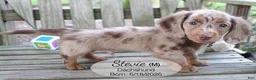 Dachshund dogs for sale: Stevie - Ad 5