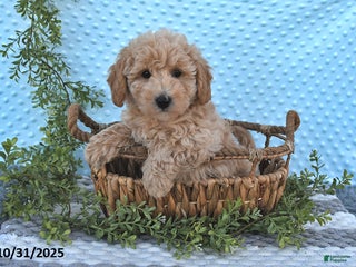 Bichpoo dogs - Ad 28