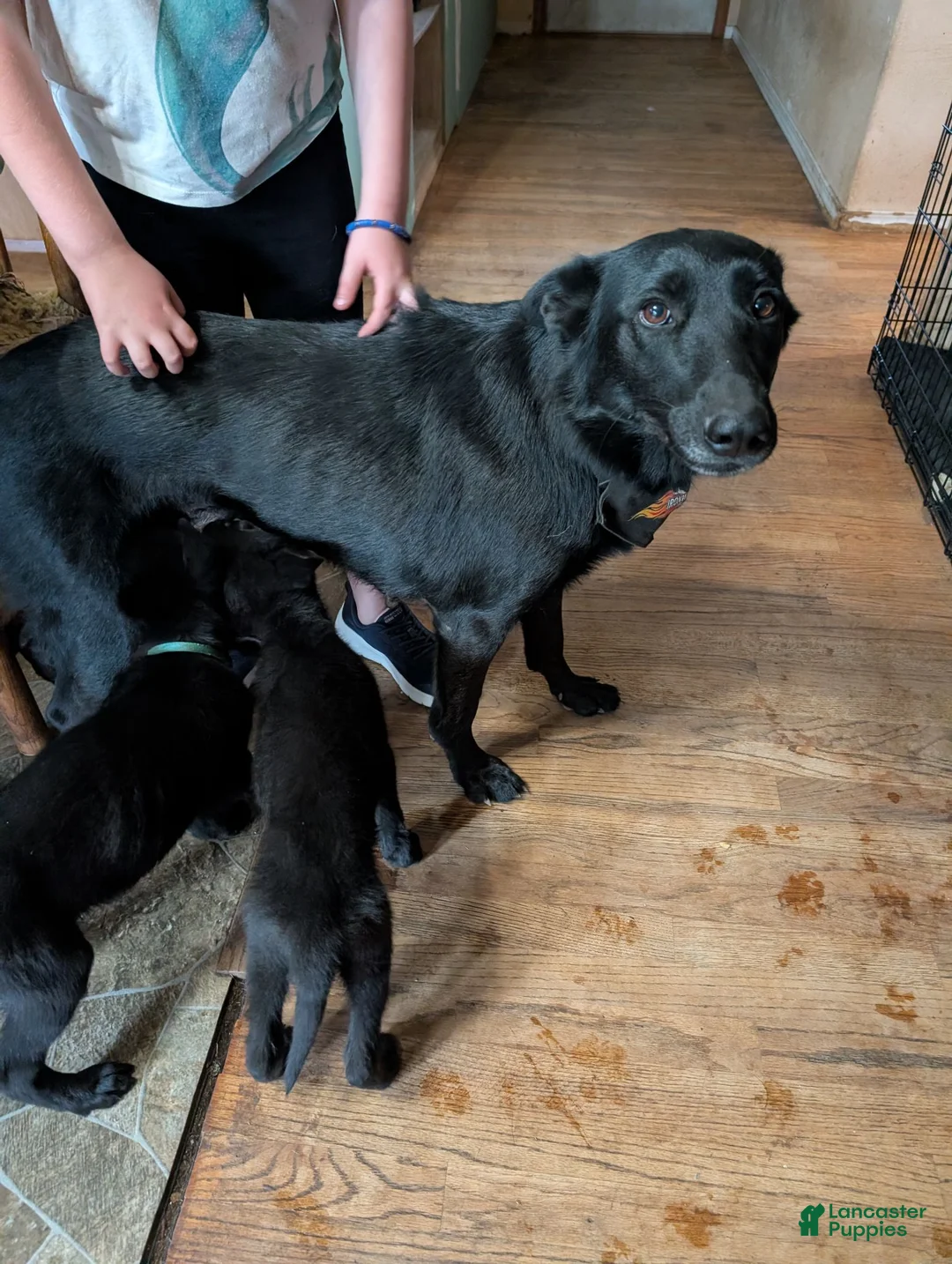 Sheprador dogs for sale: Sheprador 2 - Ad 2