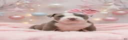 American Bully dogs for sale: Flexie  - Ad 2