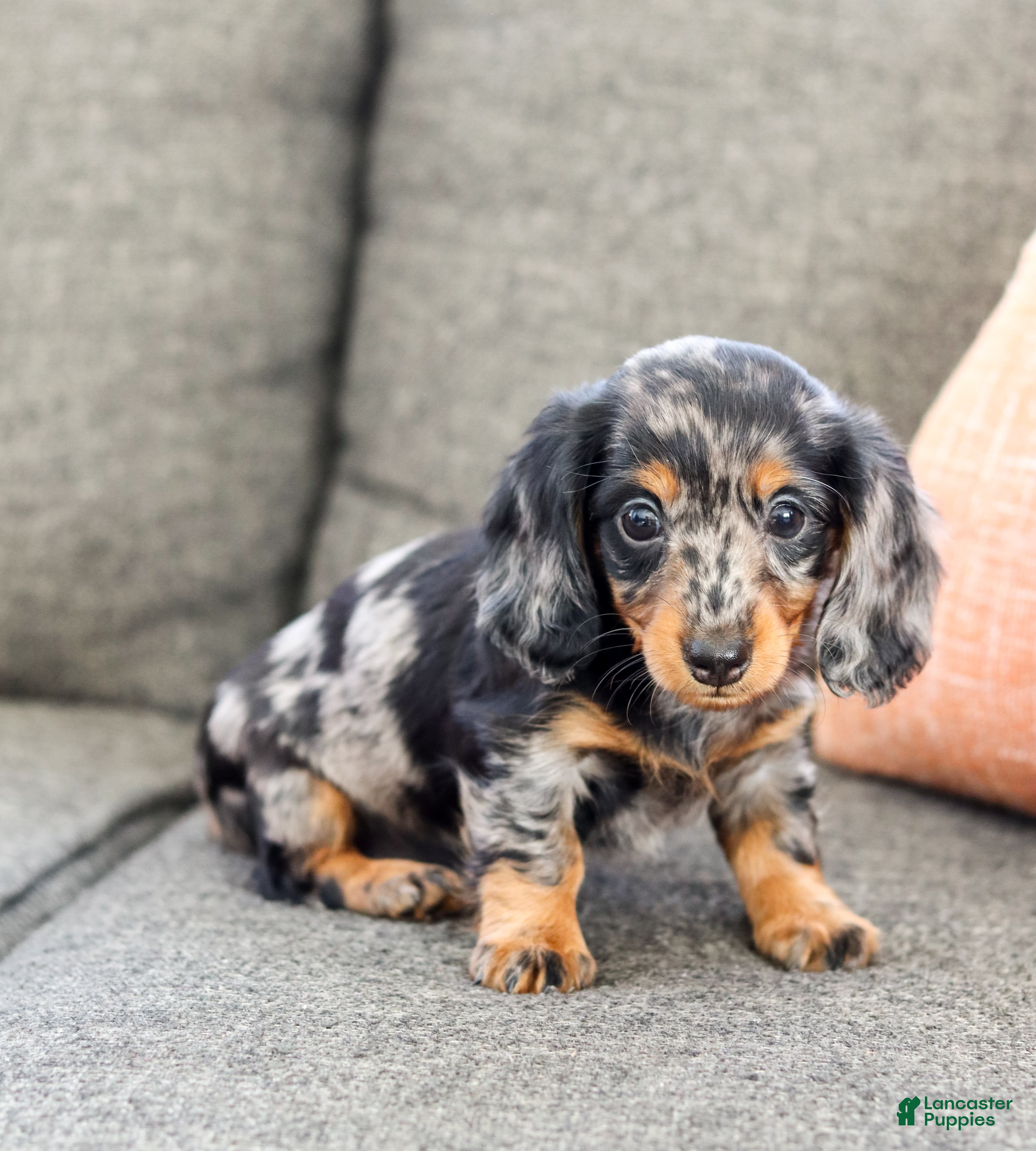 Miniature Dachshund dogs Izza - Ad 6