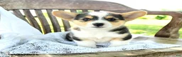 Welsh Corgi Pembroke dogs for sale: Rebekah - Ad 5