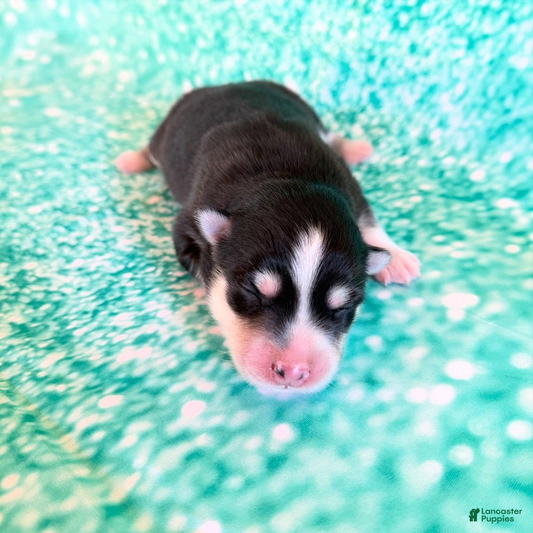 Pomsky dogs for sale: Lumi - Ad 12