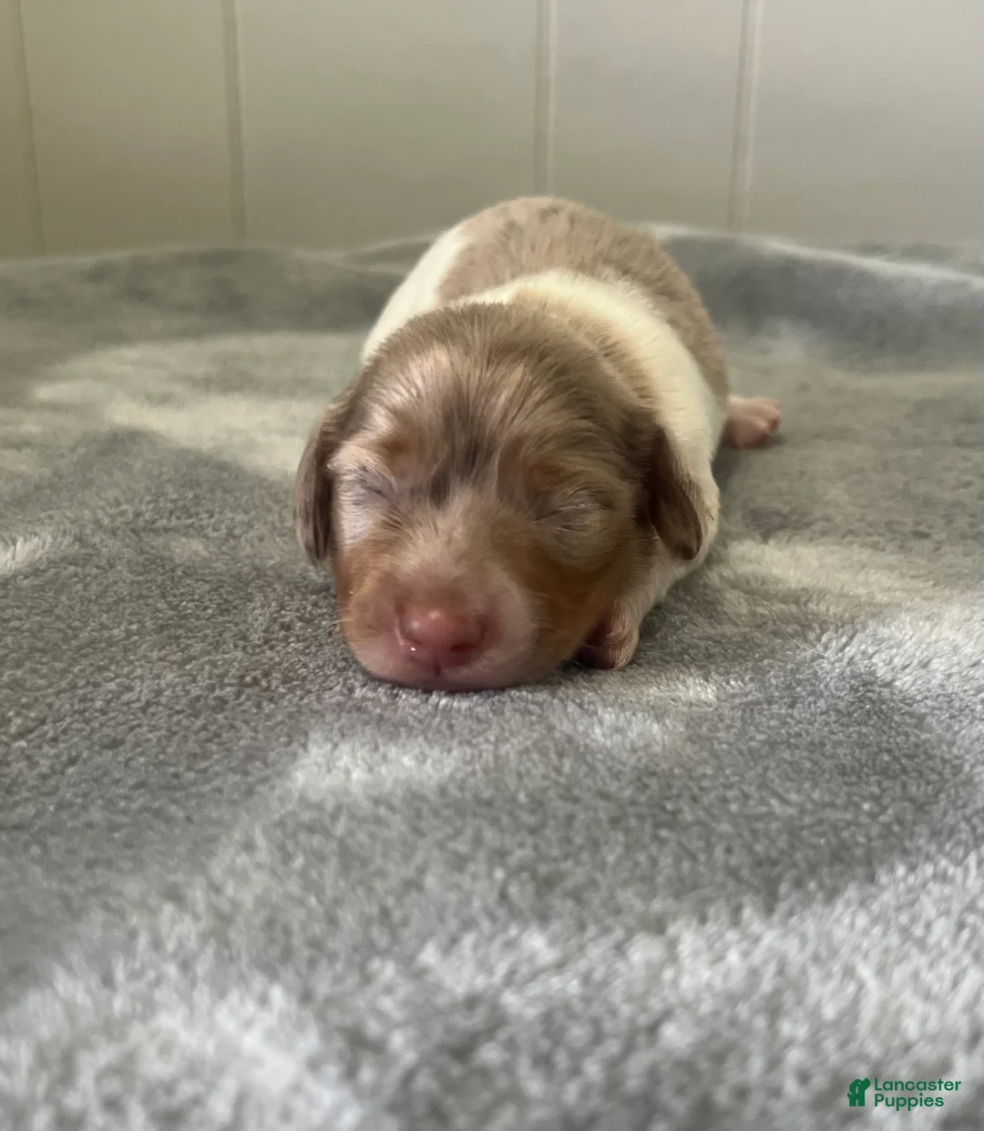 Miniature Dachshund dogs for sale: Miniature Dachshund 3 - Ad 1