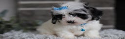 Maltipoo dogs for sale: Sapphire - Ad 11
