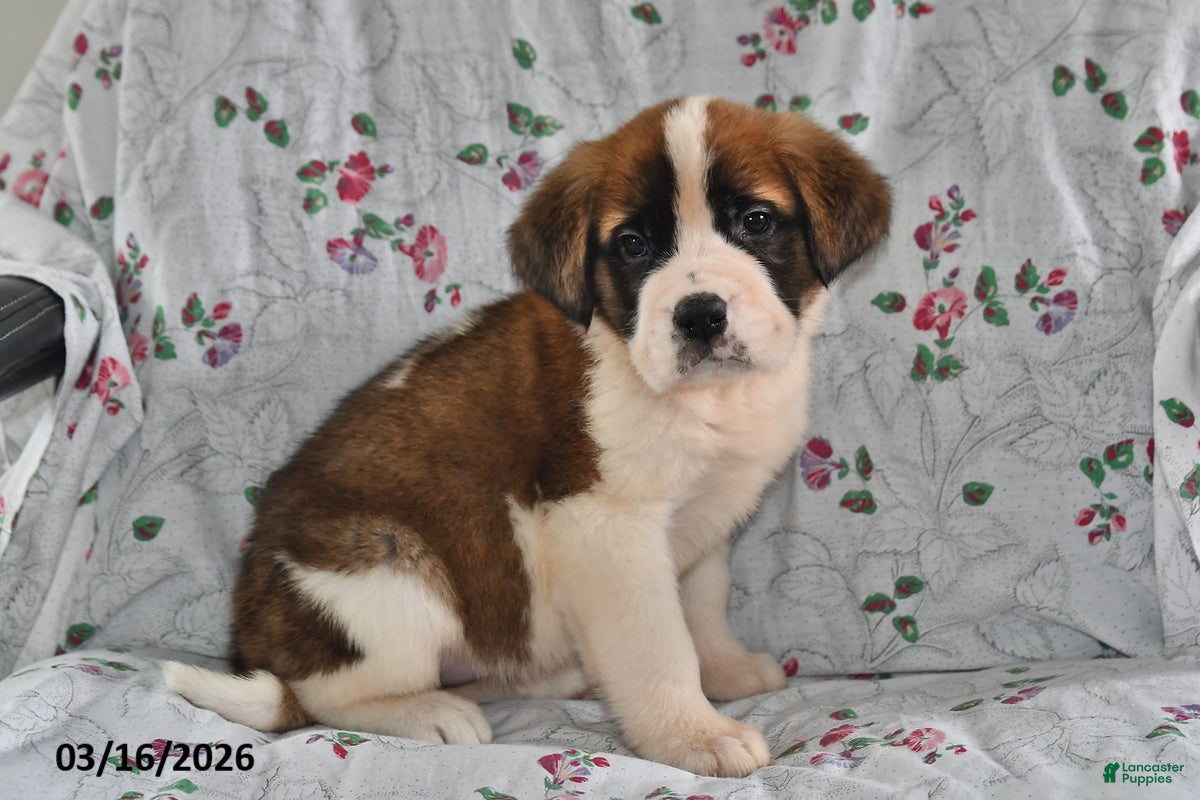 Saint Bernard dogs Lucy - Ad 2