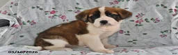 Saint Bernard dogs for sale: Lucy - Ad 2