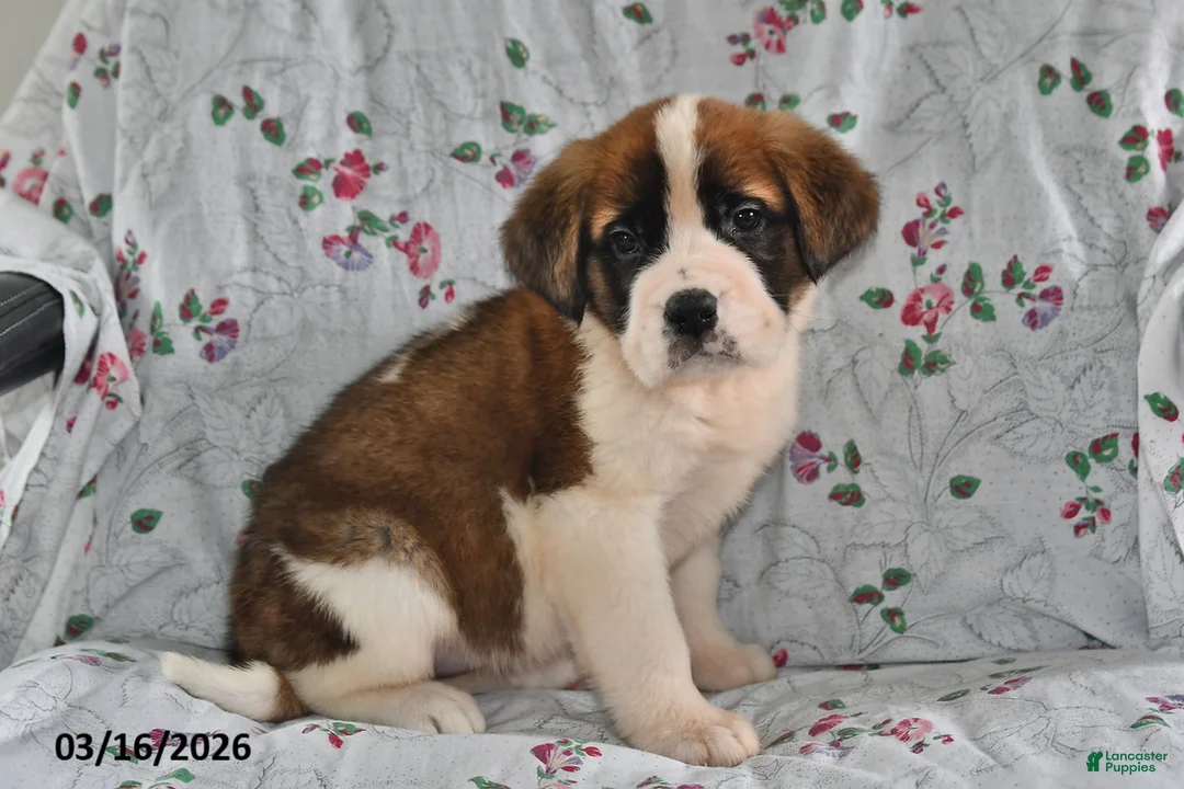 Saint Bernard dogs for sale: Lucy - Ad 2