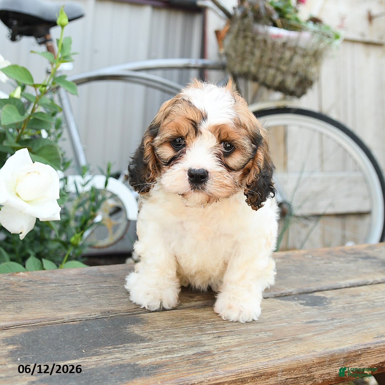 Cavachon dogs Watcher - Ad 2