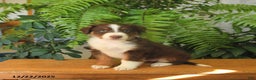Australian Shepherd dogs for sale: Adonis - Ad 2