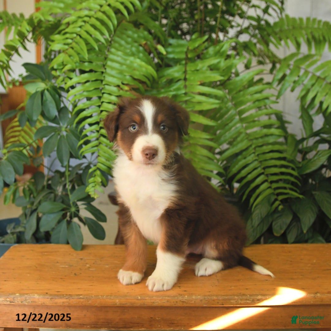 Australian Shepherd dogs for sale: Adonis - Ad 2