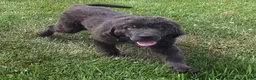 Newfoundland dogs for sale: Rusty - Ad 4