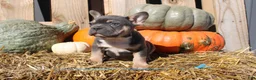 Mixed Breed dogs for sale: Tank  - Ad 4