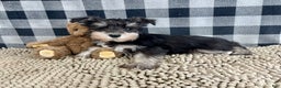 Miniature Schnauzer dogs for sale: Susie - Ad 2