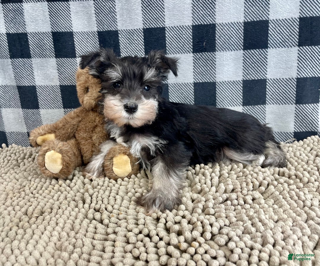 Miniature Schnauzer dogs for sale: Susie - Ad 2
