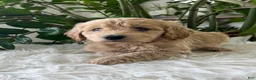 Mini Goldendoodle dogs for sale: Anita  - Ad 5