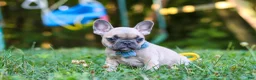 French Bulldog dogs for sale: Rocky - Ad 5