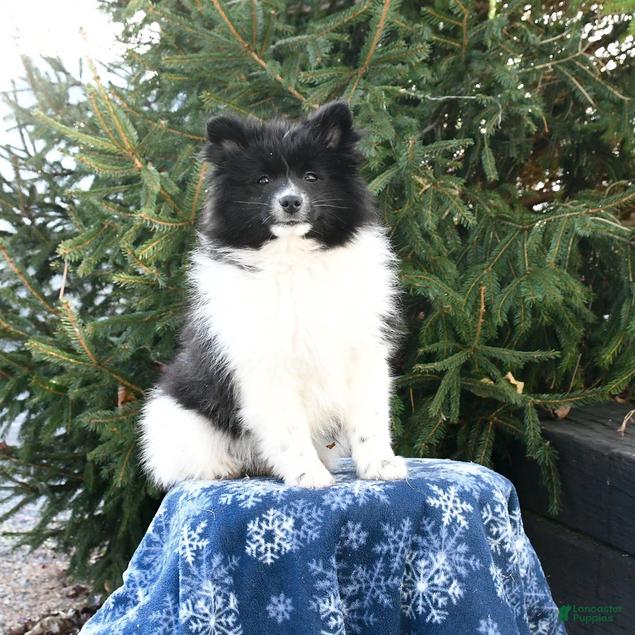 Pomsky dogs Fluffy - Ad 12