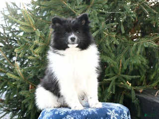 Pomsky dogs Fluffy - Ad 25
