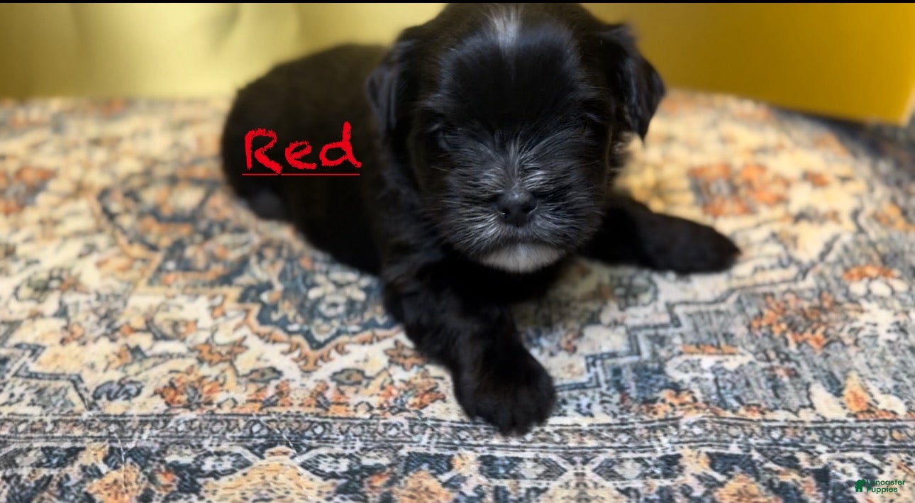 Mixed Breed dogs Knight Lightening  - Ad 7