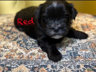 Mixed Breed dogs Knight Lightening - Ad 7