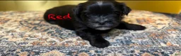 Mixed Breed dogs for sale: Knight Lightening  - Ad 2