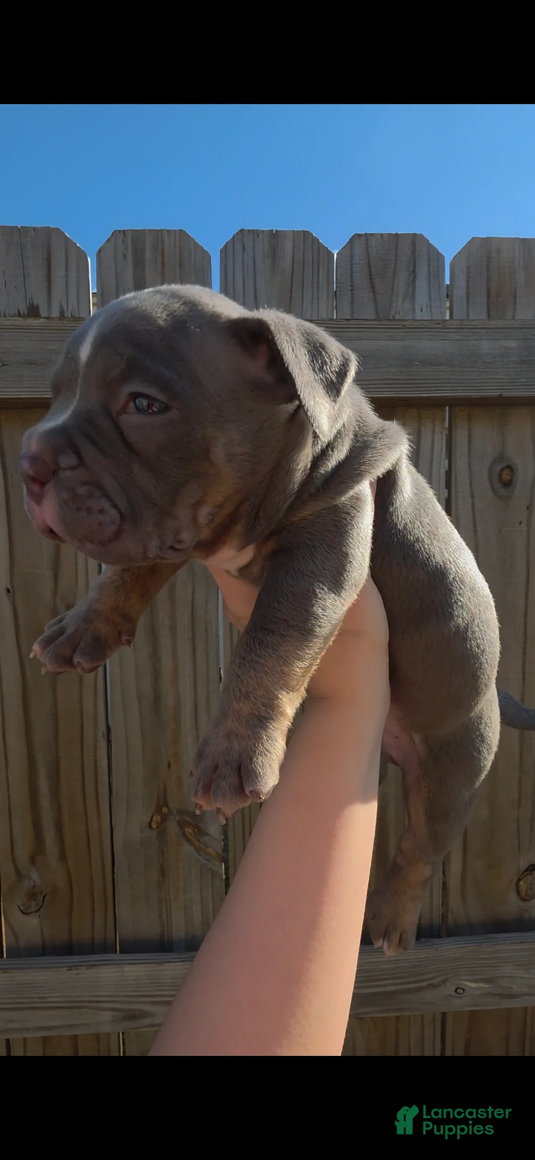 American Bully dogs for sale: American Bully 3 - Ad 1